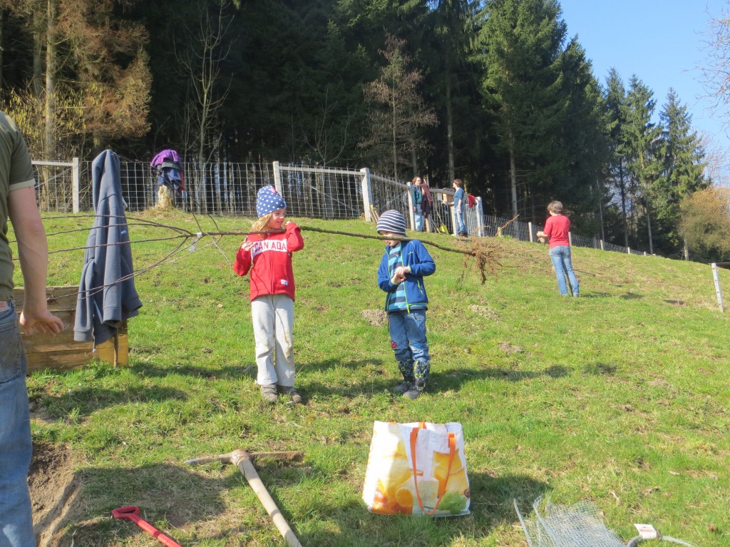 Unser Apfelbaum "Rheinlands Ruhm"